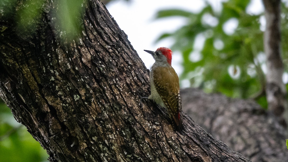 African Gray Woodpecker - ML593135311