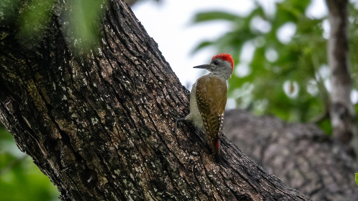 African Gray Woodpecker - ML593135391