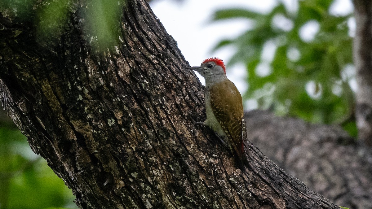 African Gray Woodpecker - ML593135461