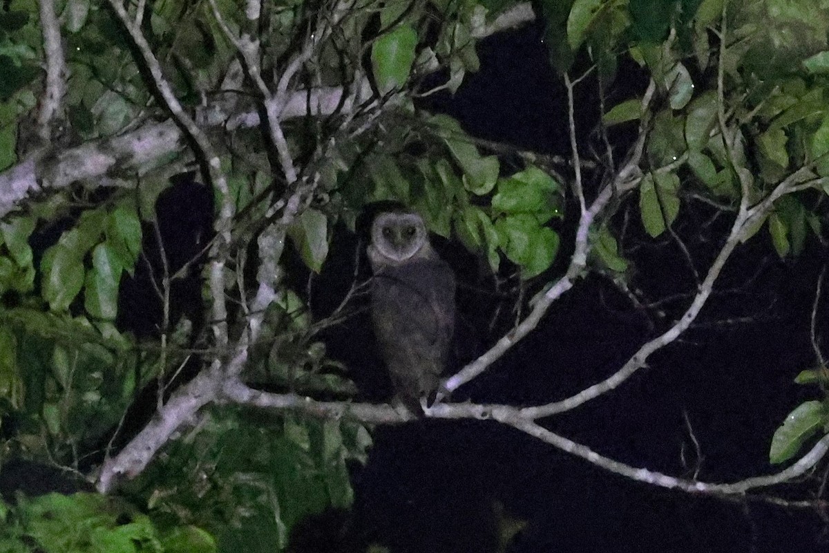 Sulawesi Masked-Owl - ML593135481