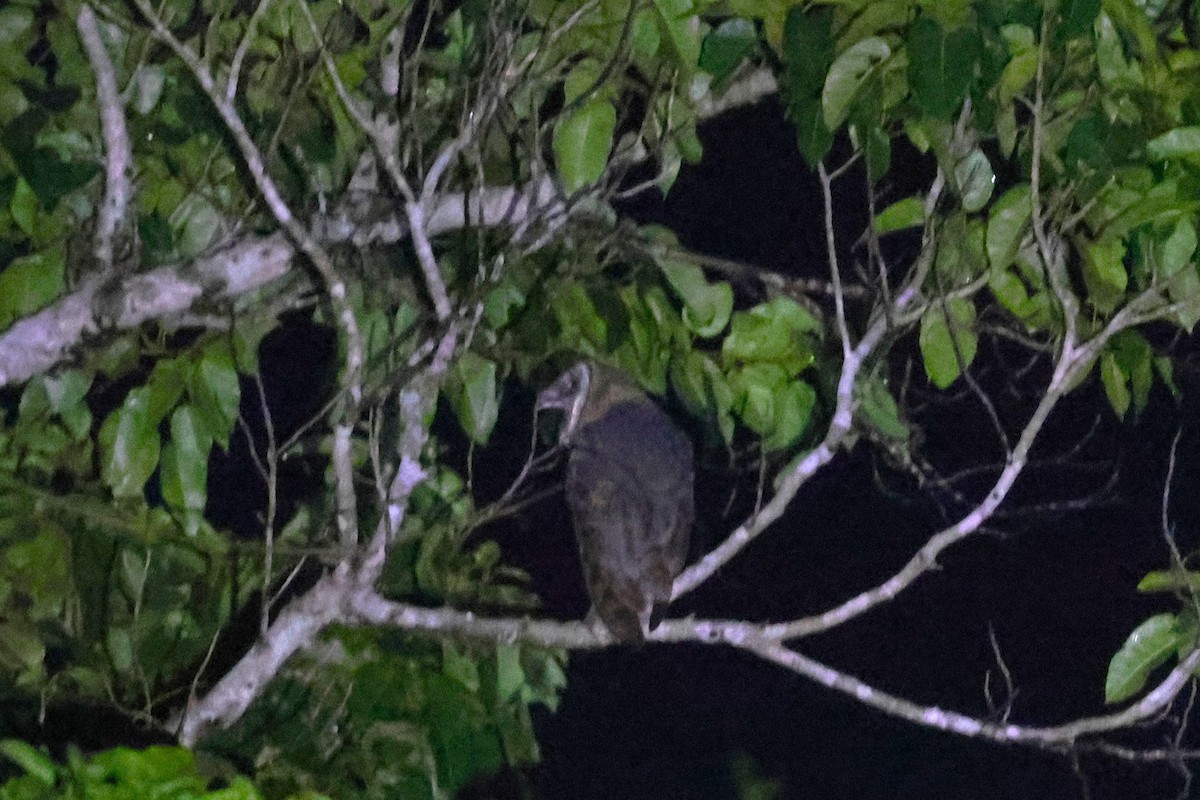 Sulawesi Masked-Owl - ML593135491