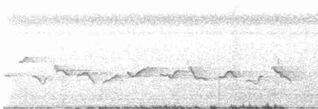 Glanzfleckdrongo (atrocaeruleus) - ML593136121