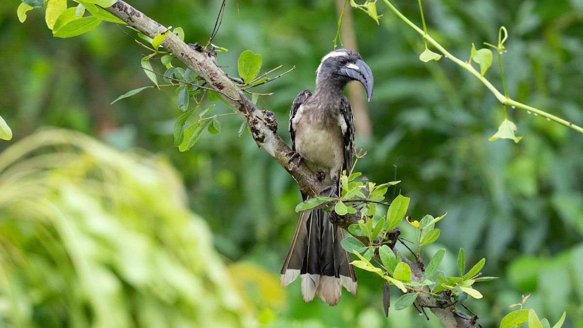 African Gray Hornbill - ML593137651