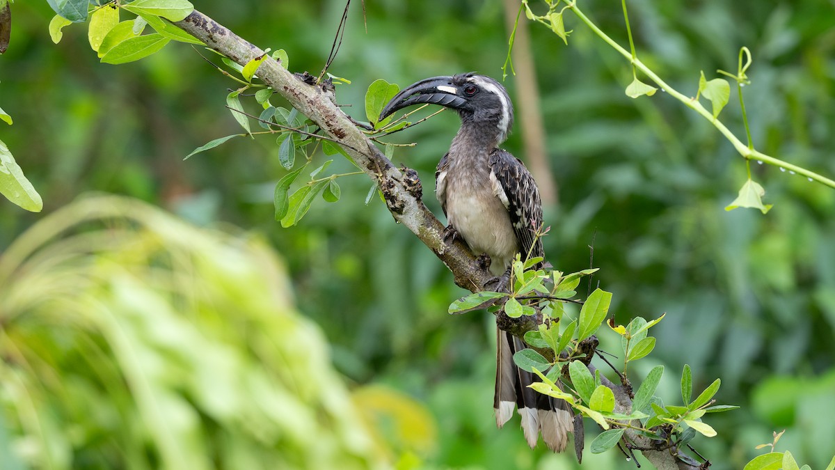 African Gray Hornbill - Mathurin Malby