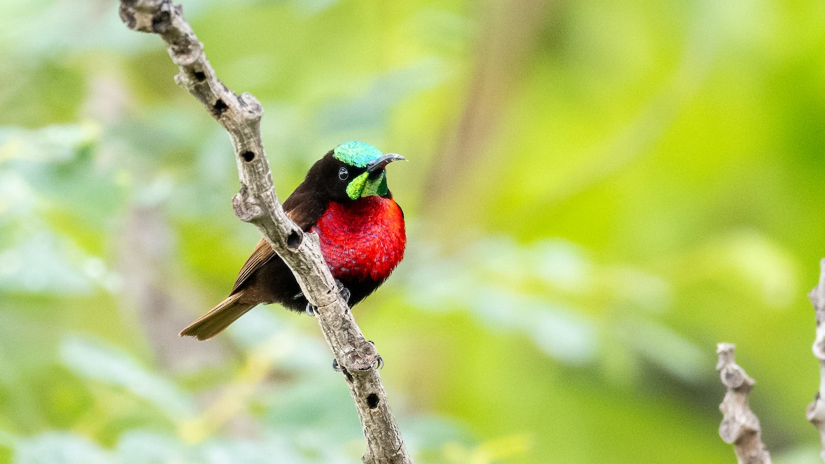 Scarlet-chested Sunbird - Mathurin Malby