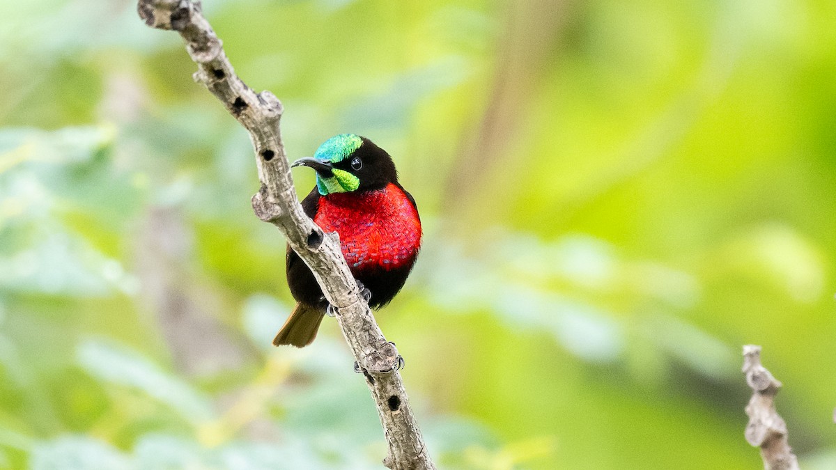 Scarlet-chested Sunbird - Mathurin Malby
