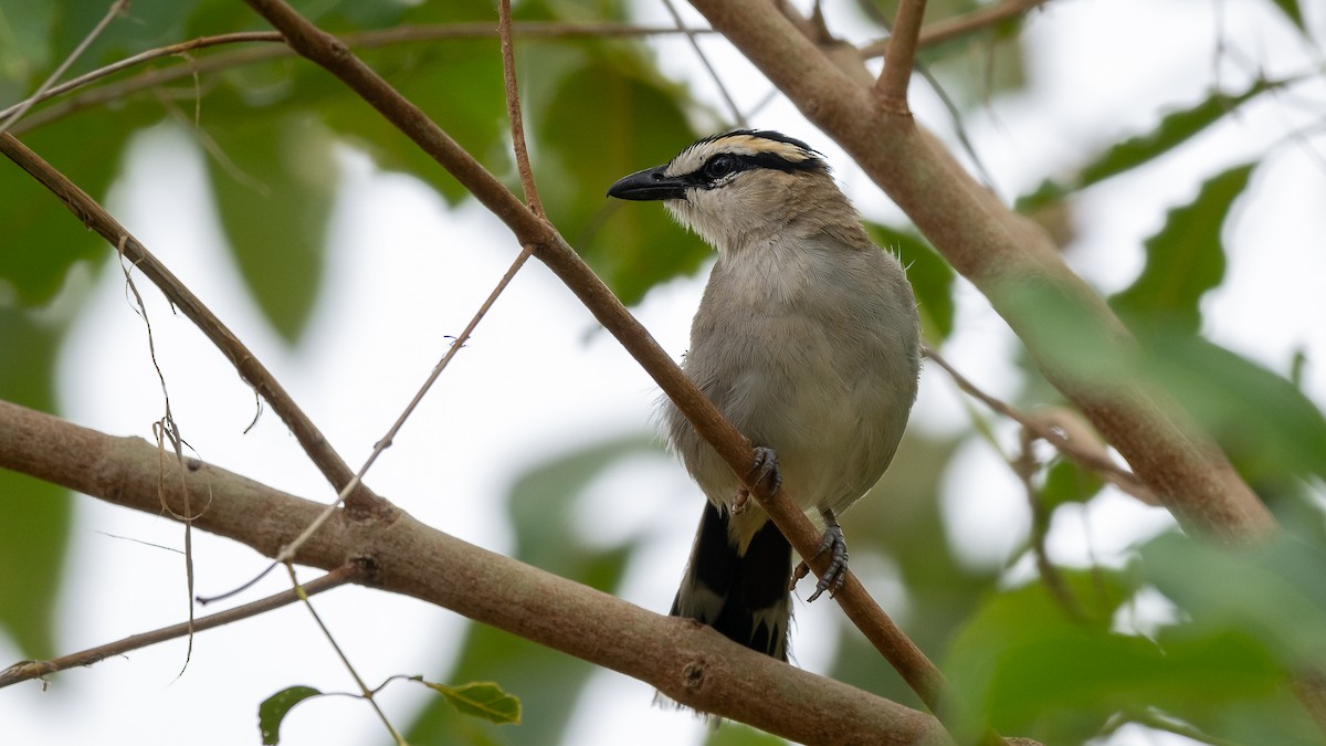 Black-crowned Tchagra - Mathurin Malby