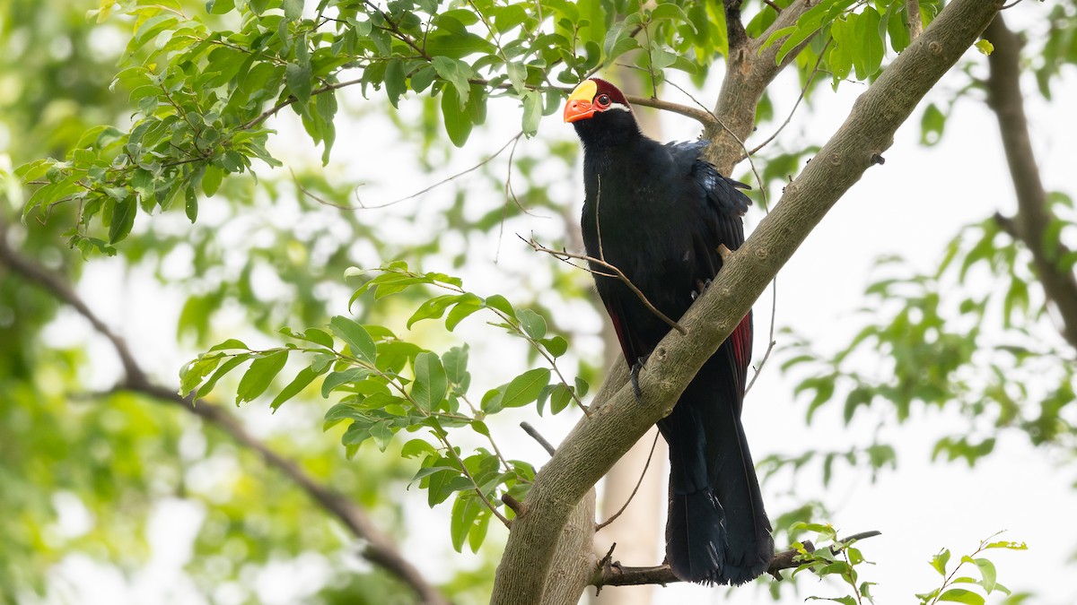 Violet Turaco - Mathurin Malby