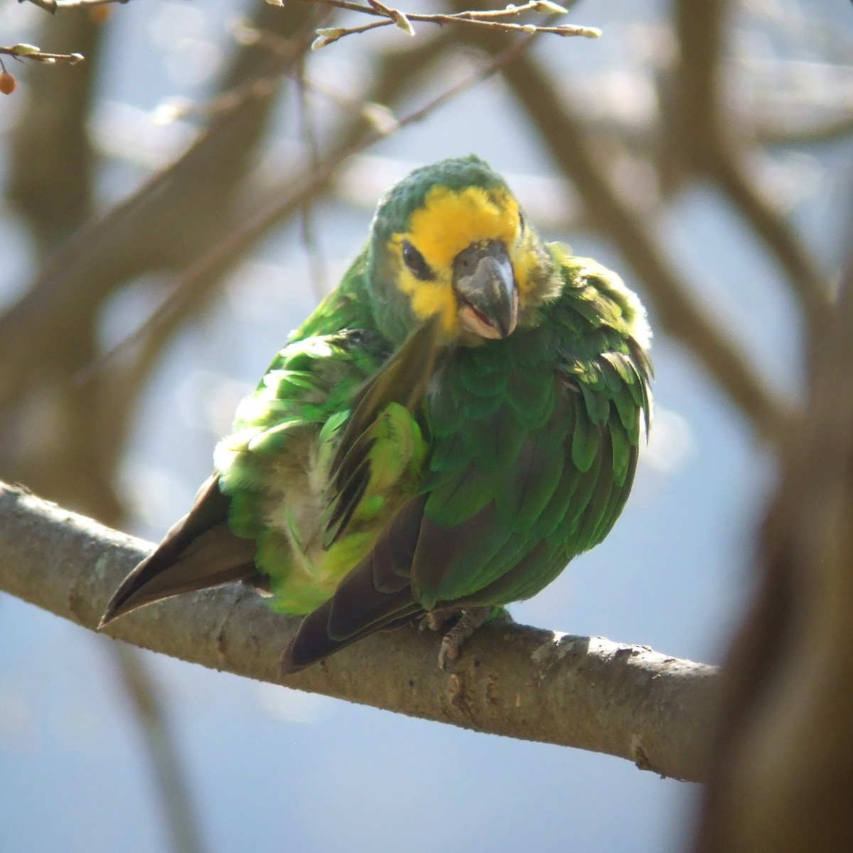 Yellow-fronted Parrot - ML593139531