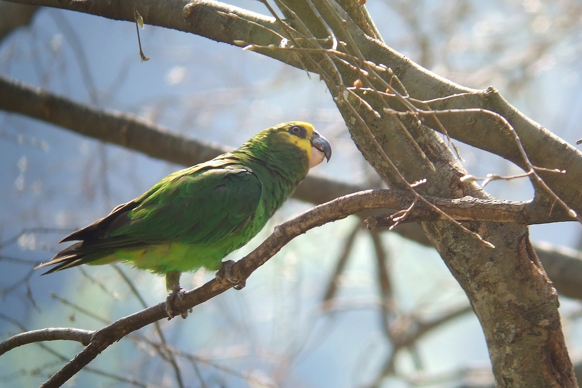 Yellow-fronted Parrot - ML593139541
