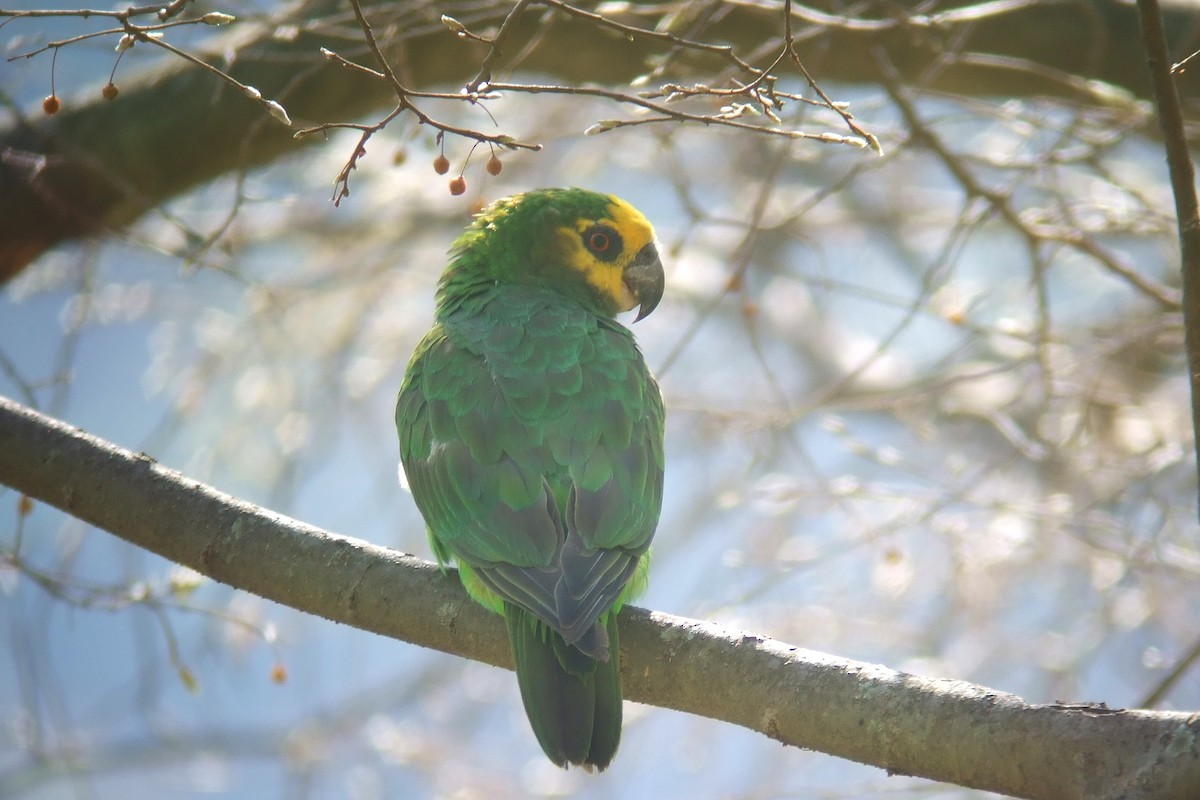 Yellow-fronted Parrot - ML593139551