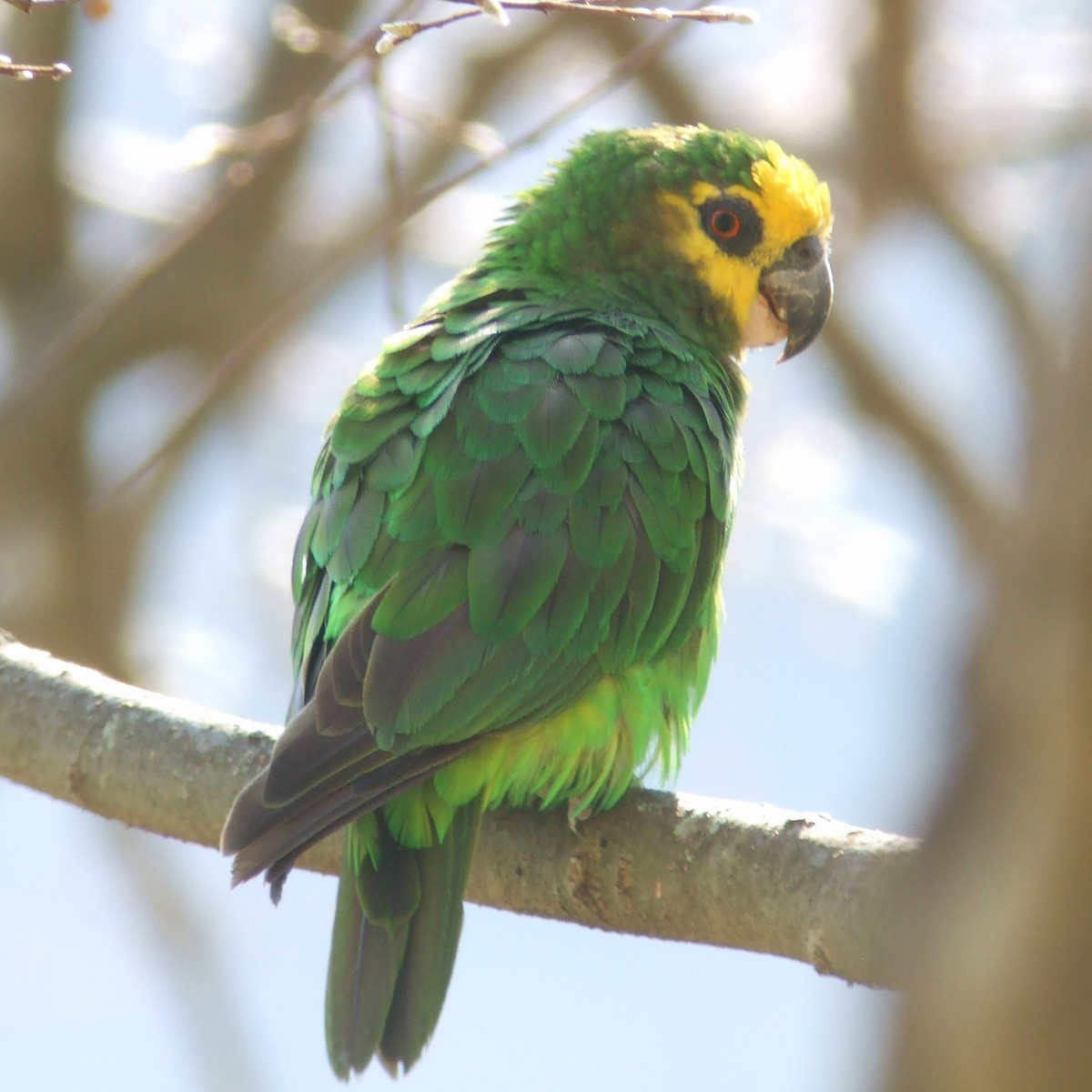 Yellow-fronted Parrot - ML593139561