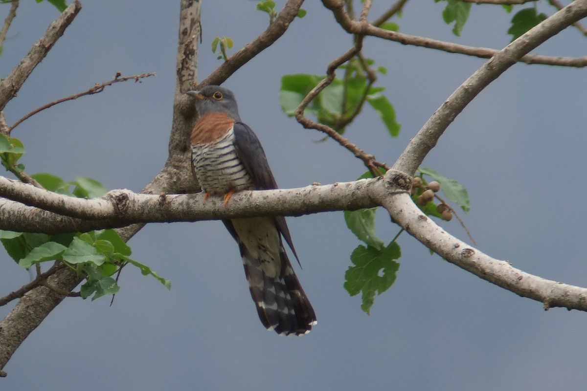 Red-chested Cuckoo - ML593139651