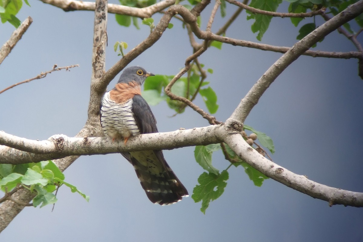 Red-chested Cuckoo - ML593139661
