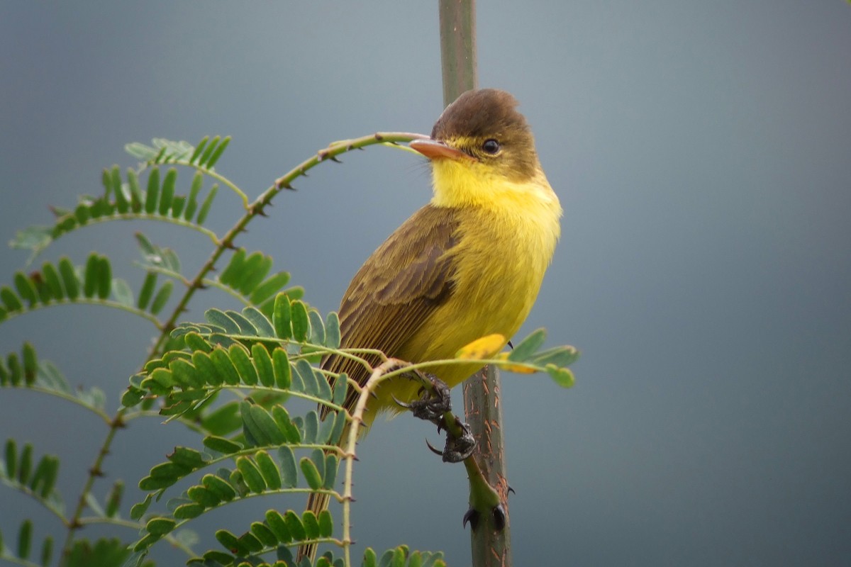 African Yellow-Warbler - ML593139771
