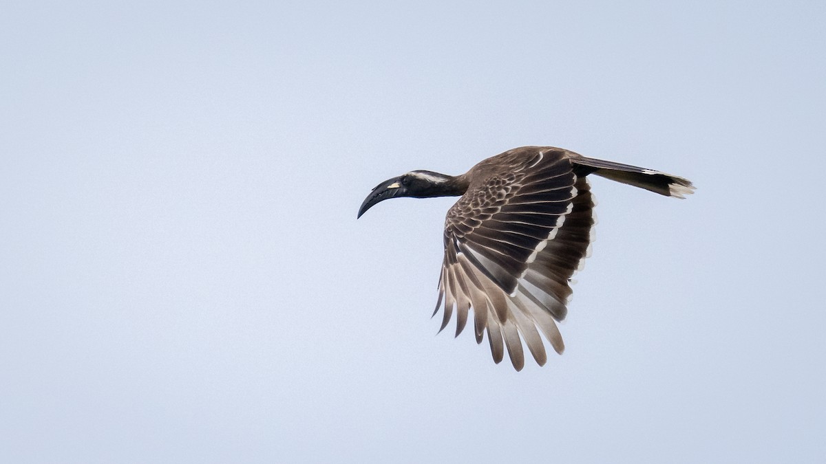 African Gray Hornbill - Mathurin Malby