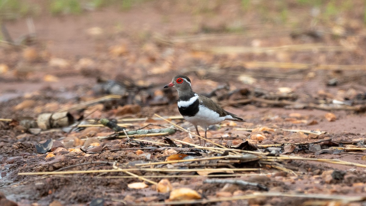 Forbes's Plover - Mathurin Malby