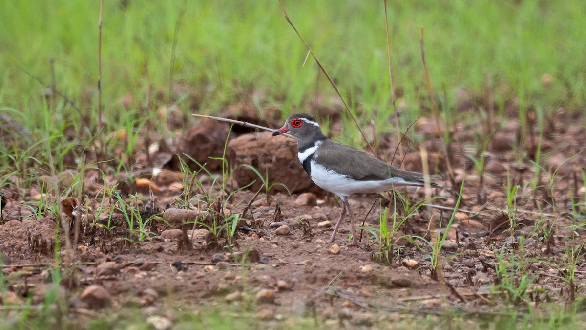 Forbes's Plover - ML593140211