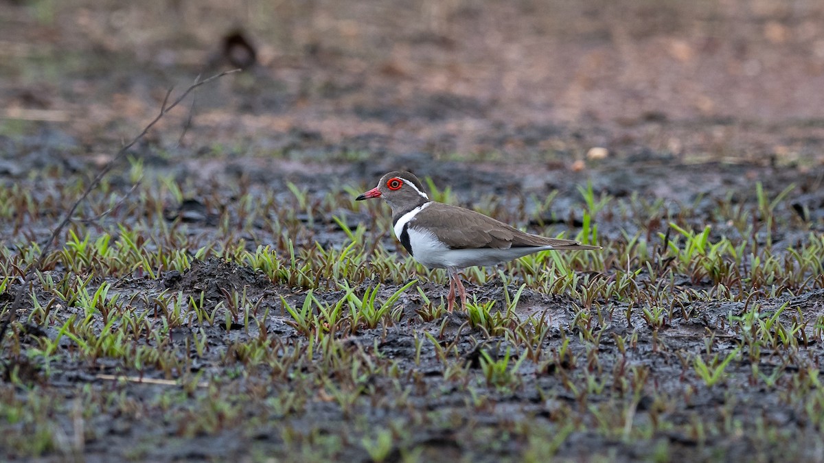 Forbes's Plover - Mathurin Malby