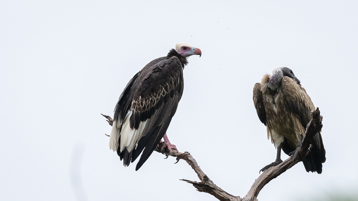 White-headed Vulture - Mathurin Malby
