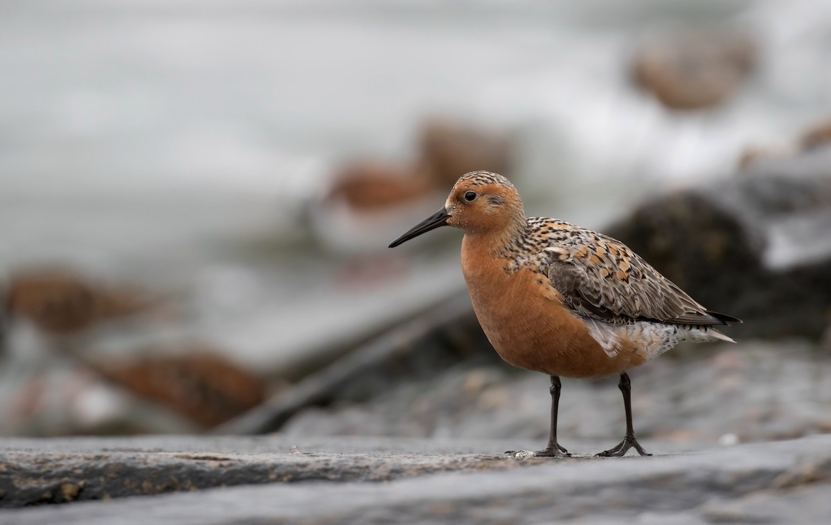 Red Knot - Mark R Johnson