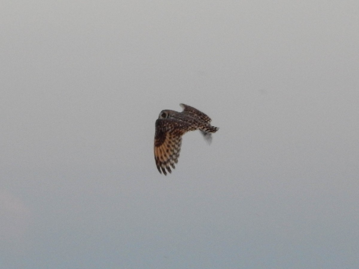 Short-eared Owl - ML593142151