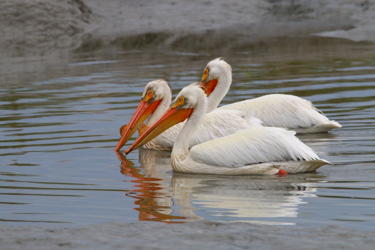 American White Pelican - Devin Griffiths