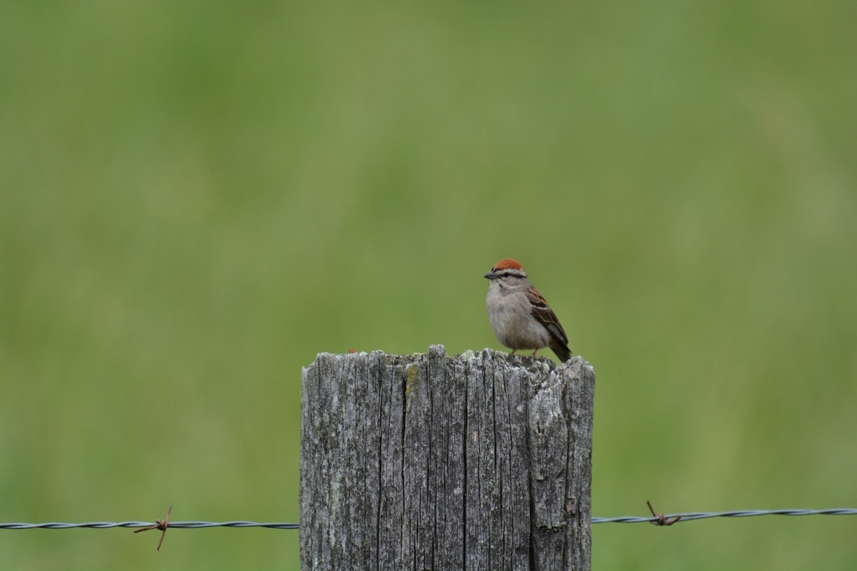 Chipping Sparrow - ML59314501