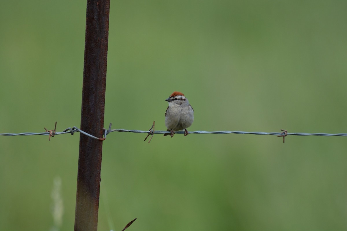 Chipping Sparrow - ML59314511