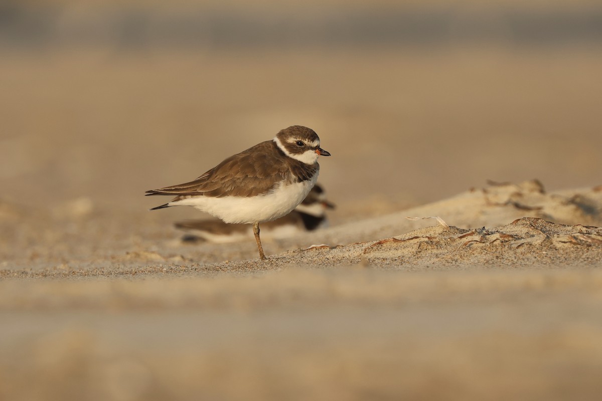 Semipalmated Plover - ML593147371
