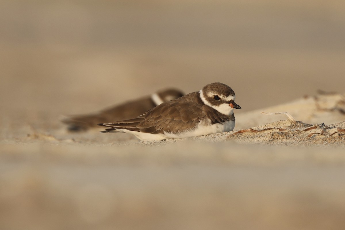 Semipalmated Plover - ML593147421
