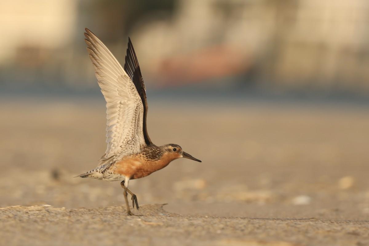 Red Knot - ML593147511