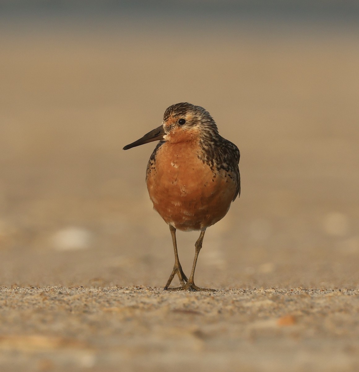 Red Knot - ML593147531