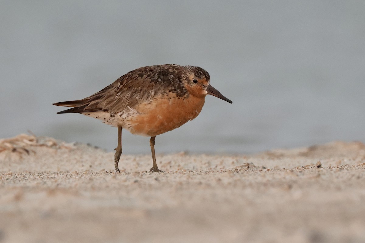 Red Knot - ML593147561