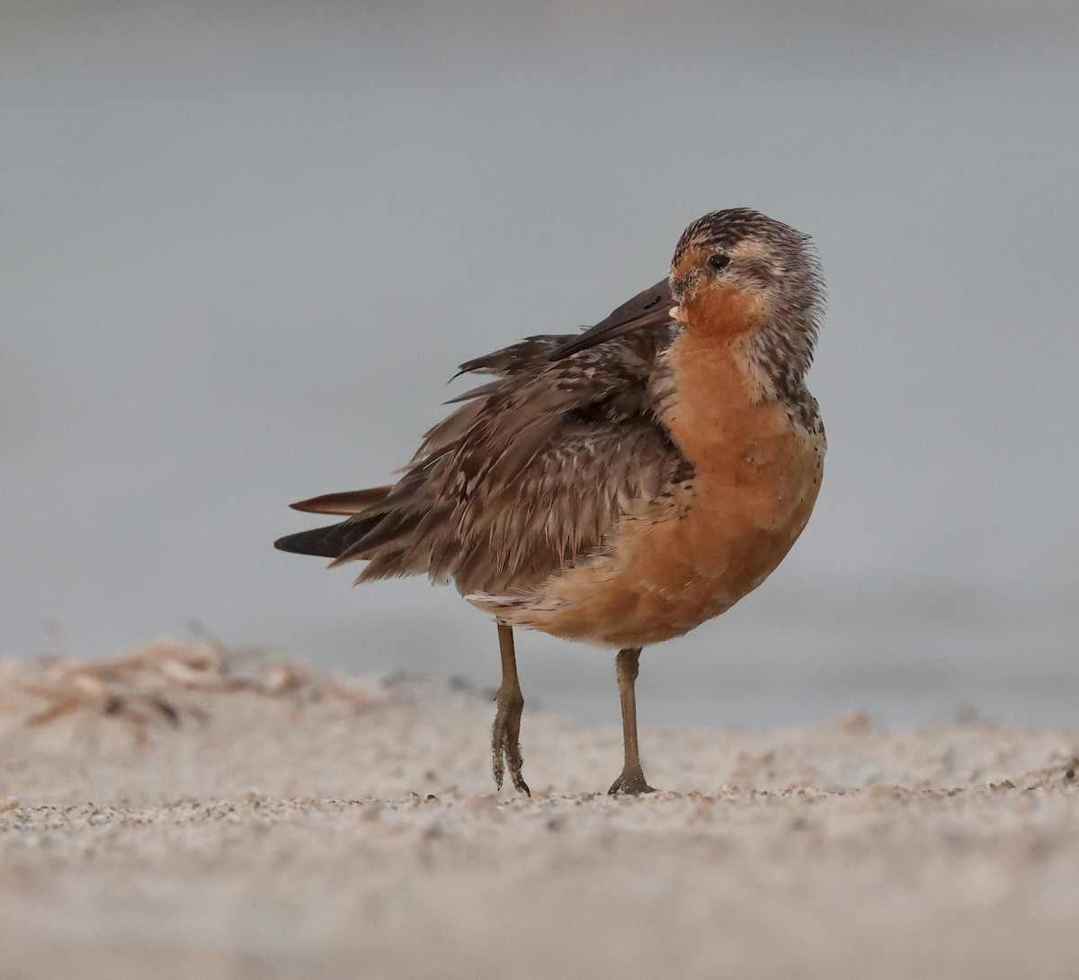 Red Knot - ML593147581