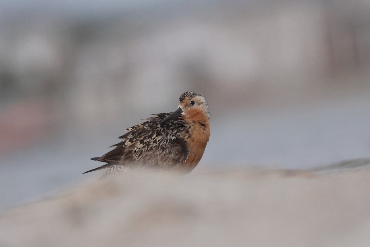 Red Knot - ML593147601