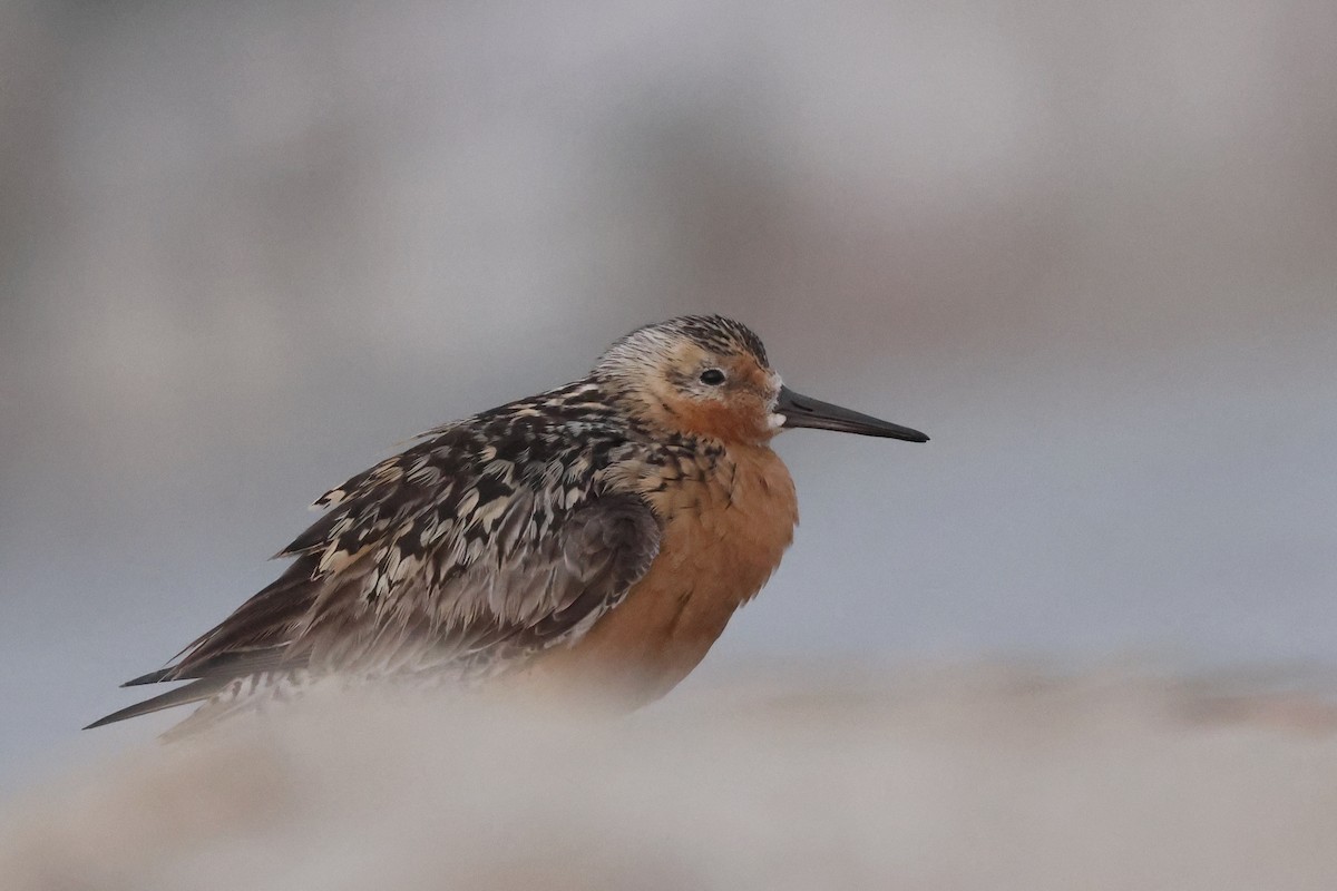 Red Knot - ML593147621