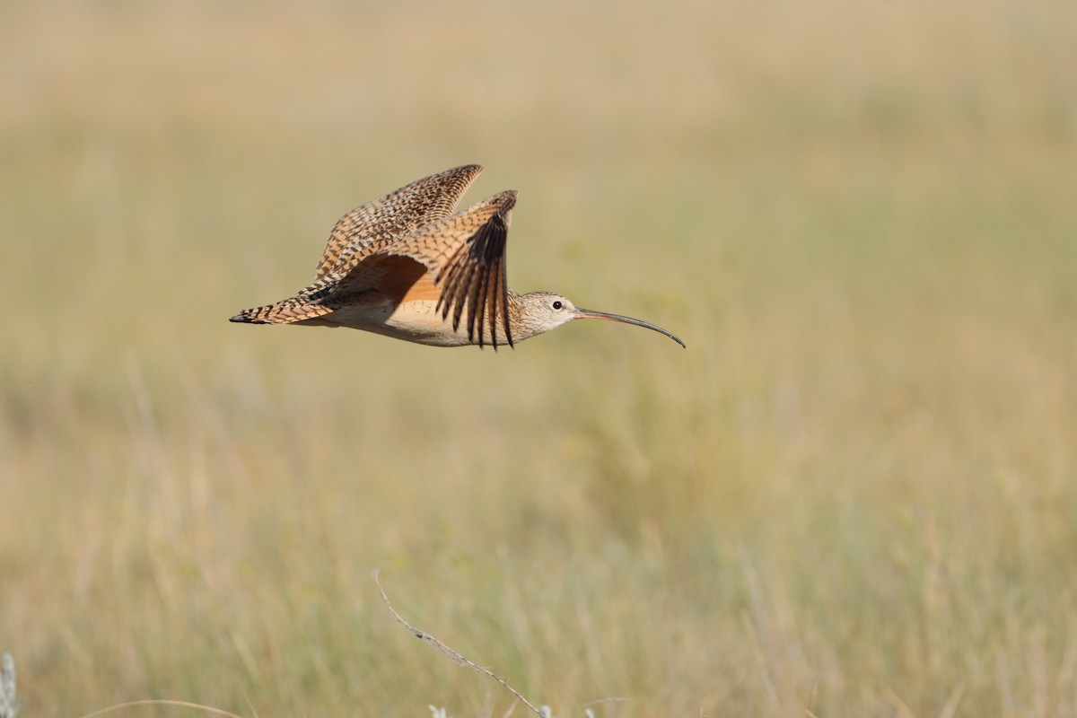 Long-billed Curlew - ML593149881