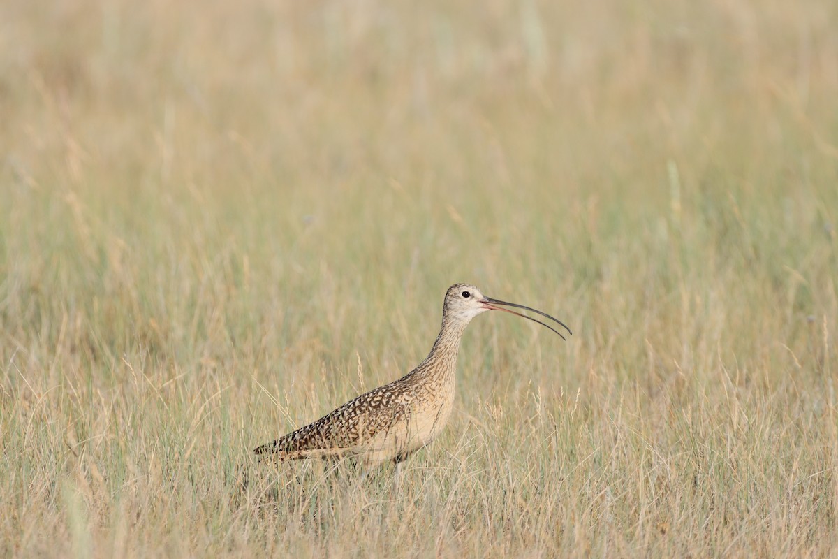 Long-billed Curlew - ML593149901