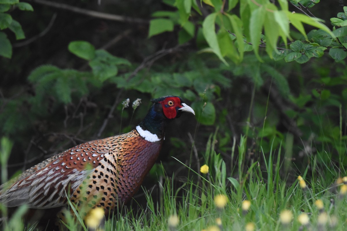 Ring-necked Pheasant - ML593149941