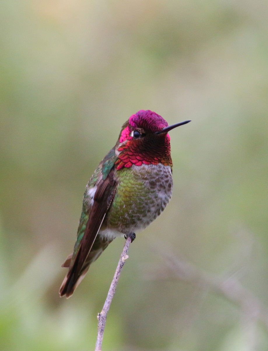 Anna's Hummingbird - ML59315551