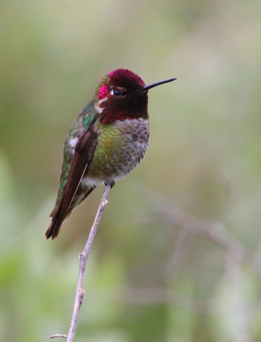 Anna's Hummingbird - ML59315611