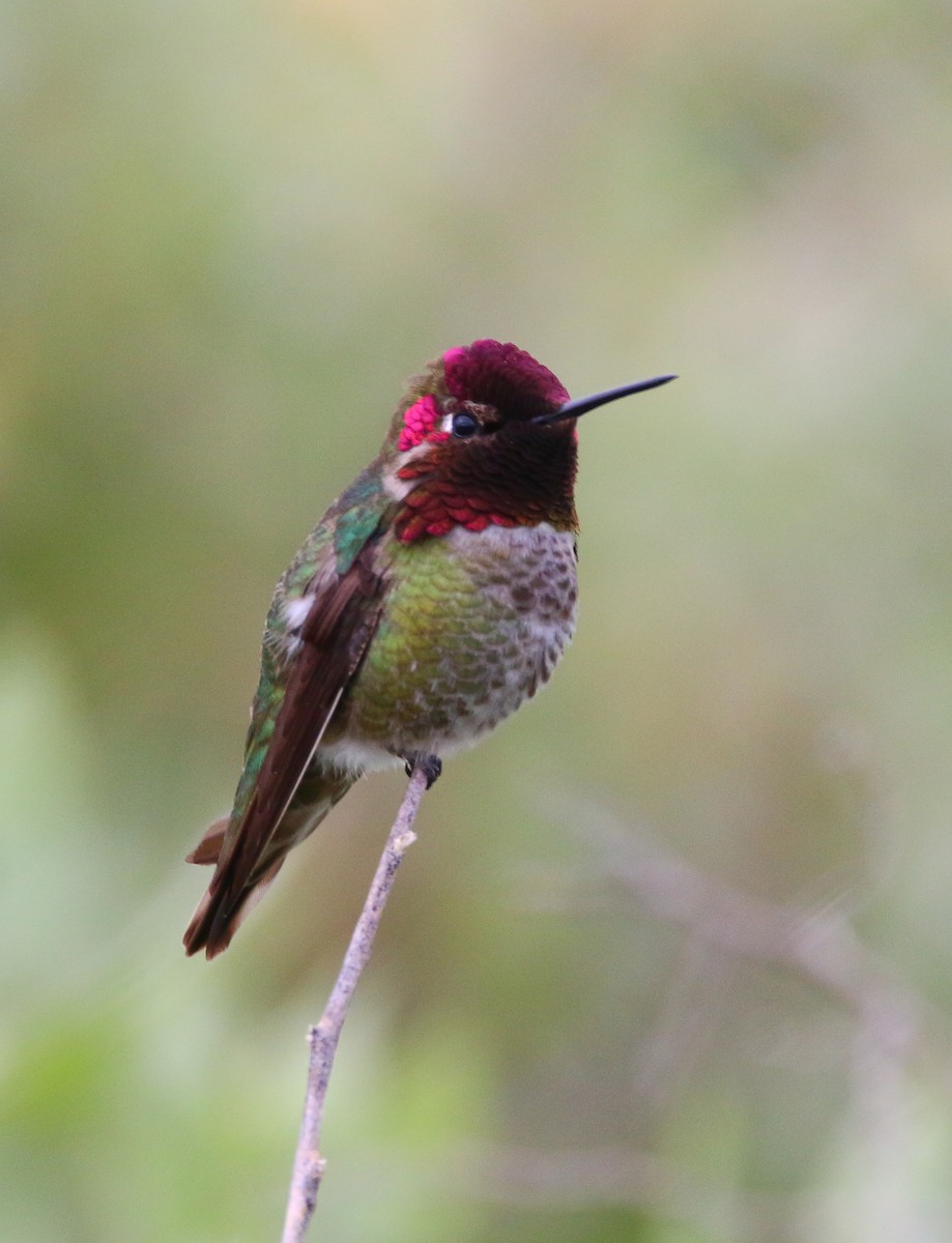 Anna's Hummingbird - ML59315671