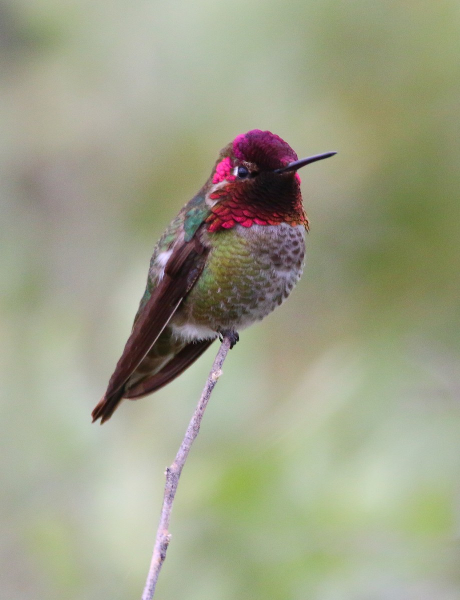 Anna's Hummingbird - ML59315701
