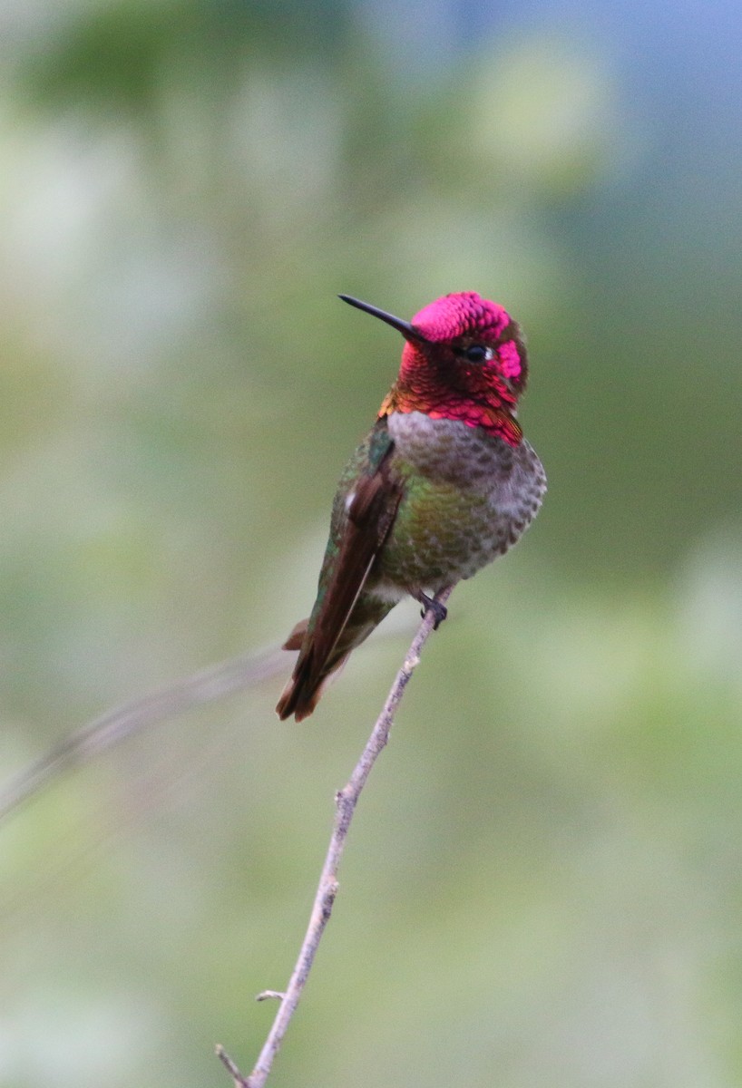 Anna's Hummingbird - ML59315761