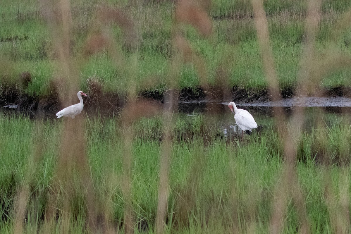 ibis bílý - ML593157781