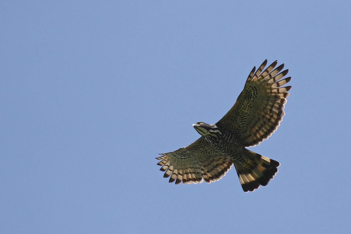 Blyth's Hawk-Eagle - Marc Gálvez