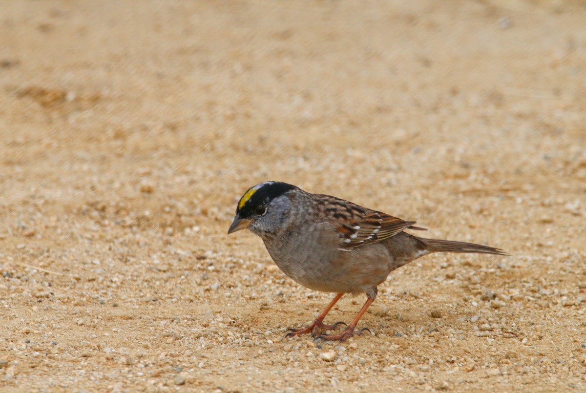 Golden-crowned Sparrow - Devin Griffiths
