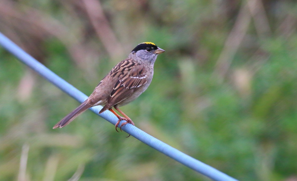 Golden-crowned Sparrow - ML59315961