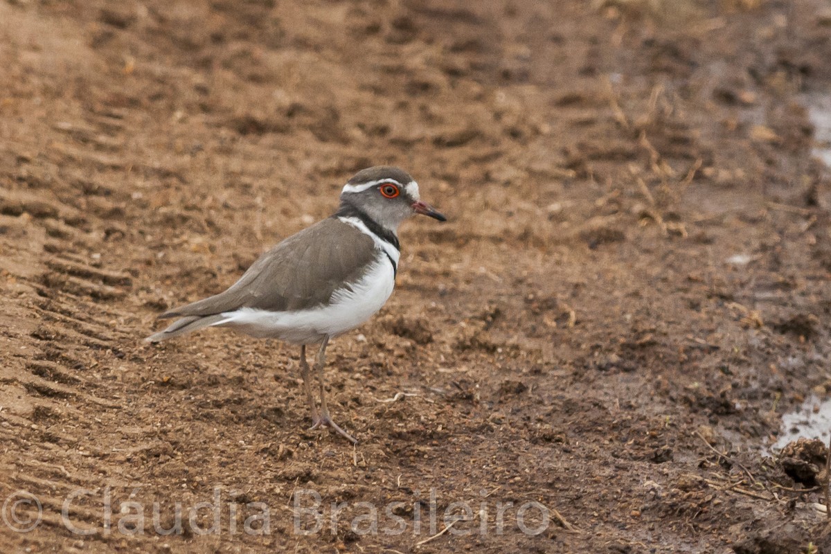 Three-banded Plover - ML59315981